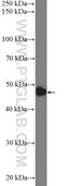 Zinc Finger Protein 572 antibody, 23922-1-AP, Proteintech Group, Western Blot image 