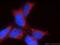 Putative gonadotropin-releasing hormone II receptor antibody, 20728-1-AP, Proteintech Group, Immunofluorescence image 
