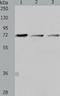 CD218b antibody, TA322814, Origene, Western Blot image 