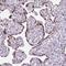 RING1 And YY1 Binding Protein antibody, HPA053357, Atlas Antibodies, Immunohistochemistry frozen image 