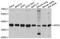 G Protein Pathway Suppressor 2 antibody, STJ23846, St John