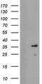 Ubiquitin Conjugating Enzyme E2 J1 antibody, LS-C174071, Lifespan Biosciences, Western Blot image 