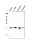 nm23-H2 antibody, PA1830, Boster Biological Technology, Western Blot image 