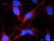 Kynurenine 3-Monooxygenase antibody, 60029-1-Ig, Proteintech Group, Immunofluorescence image 