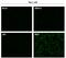 Zika Virus antibody, GTX133325, GeneTex, Immunofluorescence image 