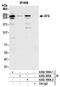 L/S Afadin antibody, A302-199A, Bethyl Labs, Immunoprecipitation image 