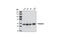 Vimentin antibody, 3390S, Cell Signaling Technology, Western Blot image 