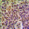 Breast cancer metastasis-suppressor 1 antibody, GTX55940, GeneTex, Immunohistochemistry paraffin image 