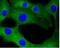Calmodulin antibody, NBP2-67413, Novus Biologicals, Immunocytochemistry image 