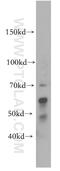 Sphingosine kinase 2 antibody, 17096-1-AP, Proteintech Group, Western Blot image 