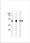 Cell cycle protein p38-2G4 homolog antibody, TA324744, Origene, Western Blot image 