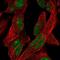 Fgf-7 antibody, NBP1-91898, Novus Biologicals, Immunofluorescence image 