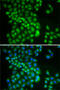 YTH Domain Containing 1 antibody, 22-860, ProSci, Immunofluorescence image 