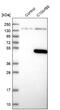 Chromosome 10 Open Reading Frame 88 antibody, NBP1-83979, Novus Biologicals, Western Blot image 