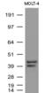 CD1c Molecule antibody, UM500042, Origene, Western Blot image 