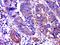 Basic Helix-Loop-Helix Family Member B9 antibody, orb155839, Biorbyt, Immunohistochemistry paraffin image 