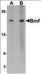 Bcl2 Modifying Factor antibody, orb86693, Biorbyt, Western Blot image 