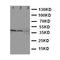 SMAD2 antibody, LS-C313039, Lifespan Biosciences, Western Blot image 