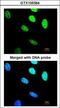 BRISC And BRCA1 A Complex Member 2 antibody, GTX105364, GeneTex, Immunofluorescence image 