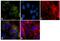 Inter-alpha-trypsin inhibitor heavy chain H2 antibody, PA1-1755, Invitrogen Antibodies, Immunofluorescence image 