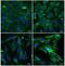 DEAD-Box Helicase 6 antibody, NB200-191, Novus Biologicals, Immunofluorescence image 