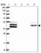 Rab3A-interacting protein antibody, HPA039794, Atlas Antibodies, Western Blot image 