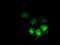 Methylthioribose-1-Phosphate Isomerase 1 antibody, LS-C784316, Lifespan Biosciences, Immunofluorescence image 