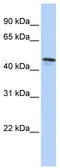 Mucin Like 3 antibody, TA342095, Origene, Western Blot image 