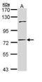 DNA Polymerase Eta antibody, GTX109938, GeneTex, Western Blot image 