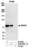 RNA Polymerase II Associated Protein 3 antibody, A304-854A, Bethyl Labs, Immunoprecipitation image 