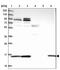 DNAH10OS antibody, NBP1-93748, Novus Biologicals, Western Blot image 