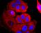 Argonaute RISC Catalytic Component 2 antibody, NBP2-67121, Novus Biologicals, Immunofluorescence image 