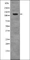 Minichromosome Maintenance Complex Component 2 antibody, orb336149, Biorbyt, Western Blot image 