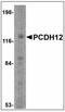 Protocadherin 12 antibody, AP23866PU-N, Origene, Western Blot image 