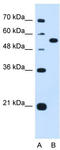Protein ERGIC-53 antibody, TA339013, Origene, Western Blot image 