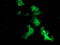 F-Box Protein 21 antibody, TA504015, Origene, Immunofluorescence image 
