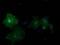 Phosphodiesterase 2A antibody, TA502389, Origene, Immunofluorescence image 
