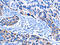 Cyclic nucleotide-gated olfactory channel antibody, orb518757, Biorbyt, Immunohistochemistry paraffin image 