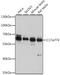 SPEM Family Member 2 antibody, A31939, Boster Biological Technology, Western Blot image 