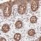 Small Integral Membrane Protein 7 antibody, HPA043127, Atlas Antibodies, Immunohistochemistry paraffin image 