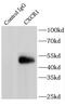 CXCR1 antibody, FNab02099, FineTest, Immunoprecipitation image 