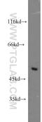 Zinc Finger MYND-Type Containing 10 antibody, 14431-1-AP, Proteintech Group, Western Blot image 