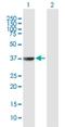 TATA-Box Binding Protein Associated Factor 5 Like antibody, H00027097-B01P, Novus Biologicals, Western Blot image 