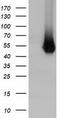 Zonulin antibody, TA501700, Origene, Western Blot image 