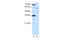 NOVA Alternative Splicing Regulator 2 antibody, ARP40400_T100, Aviva Systems Biology, Western Blot image 