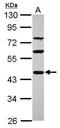 P2A antibody, PA5-31117, Invitrogen Antibodies, Western Blot image 
