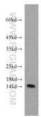 Peptidylprolyl Cis/Trans Isomerase, NIMA-Interacting 4 antibody, 15789-1-AP, Proteintech Group, Western Blot image 