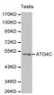 Autophagy Related 4C Cysteine Peptidase antibody, LS-C192357, Lifespan Biosciences, Western Blot image 