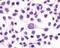 G Protein-Coupled Receptor 1 antibody, PA1-32815, Invitrogen Antibodies, Immunohistochemistry paraffin image 