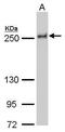 Nuclear Mitotic Apparatus Protein 1 antibody, MA5-17286, Invitrogen Antibodies, Western Blot image 